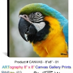 canvas-8x8-02-parrot
