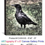 canvas-8x8-07-CROW-Edgar