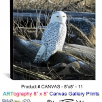 canvas-8x8-11-snowy-OWL